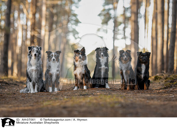 Miniature Australian Shepherds / Miniature Australian Shepherds / AH-07061