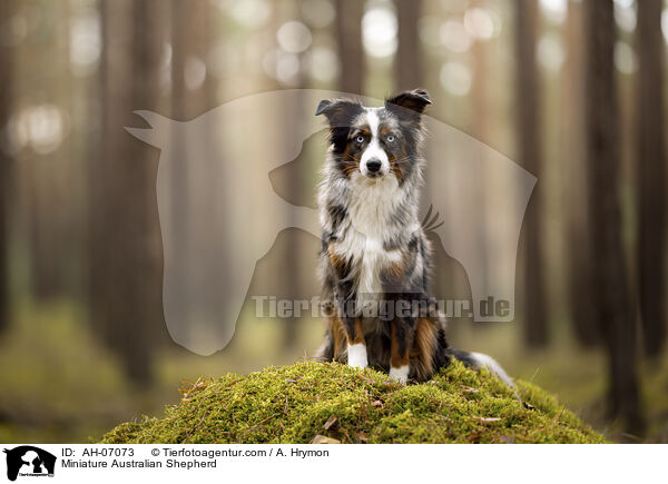 Miniature Australian Shepherd / AH-07073