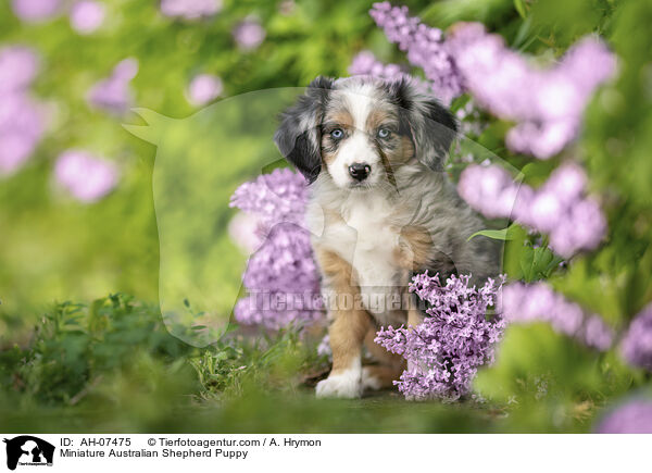 Miniature Australian Shepherd Puppy / AH-07475