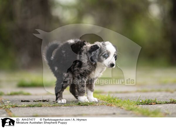 Miniature Australian Shepherd Welpe / Miniature Australian Shepherd Puppy / AH-07477