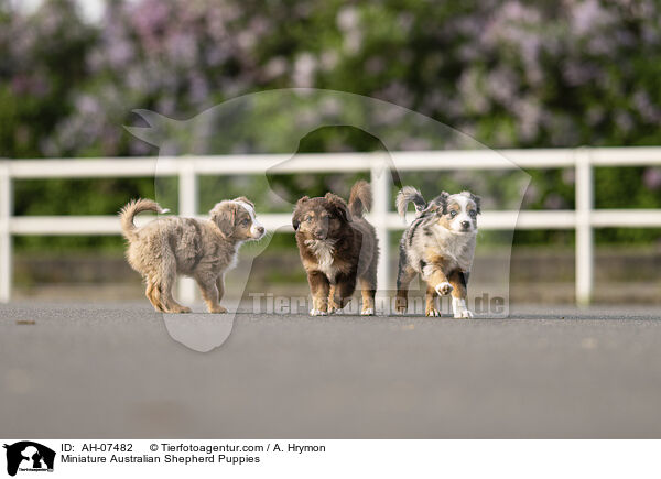 Miniature Australian Shepherd Welpen / Miniature Australian Shepherd Puppies / AH-07482