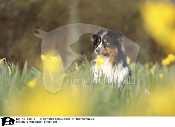 Miniature Australian Shepherd / Miniature Australian Shepherd / KB-13848