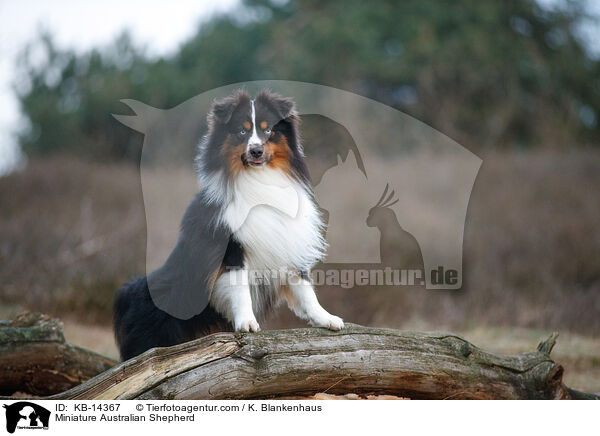 Miniature Australian Shepherd / Miniature Australian Shepherd / KB-14367