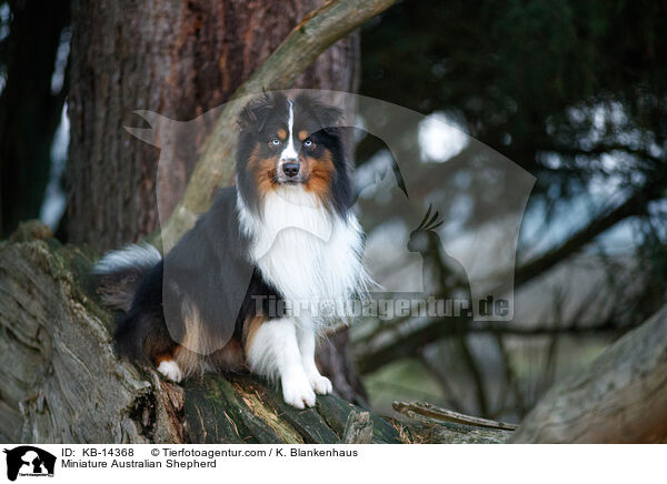 Miniature Australian Shepherd / Miniature Australian Shepherd / KB-14368