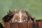 young Miniature Australian Shepherd