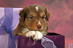 Miniature Australian Shepherd Puppy