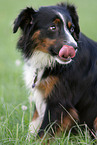 Miniature Australian Shepherd