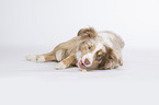 lying Miniature Australian Shepherd