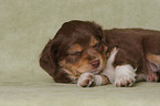 lying Miniature Australian Shepherd Puppy