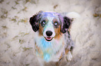 sitting Miniature Australian Shepherd