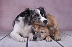 Miniature Australian Shepherd with Mongrel