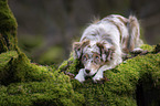 lying Miniature Australian Shepherd