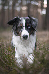 lying Miniature Australian Shepherd