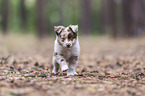 walking Miniature Australian Shepherd Puppy