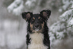 young Miniature Australian Shepherd