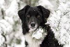 female Miniature Australian Shepherd