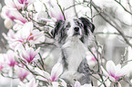 female Miniature Australian Shepherd