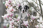 female Miniature Australian Shepherd