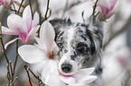 female Miniature Australian Shepherd