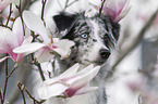 female Miniature Australian Shepherd