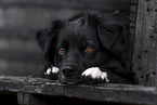 male Miniature Australian Shepherd