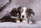 Miniature Australian Shepherds