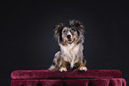 Miniature Australian Shepherd in studio