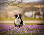 Miniature Australian Shepherd