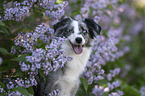 Miniature Australian Shepherd