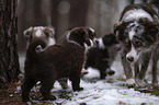 Miniature Australian Shepherd Puppies