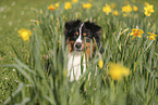 Miniature Australian Shepherd