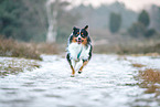 Miniature Australian Shepherd