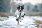 Miniature Australian Shepherd