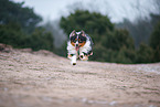 Miniature Australian Shepherd