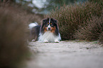 Miniature Australian Shepherd