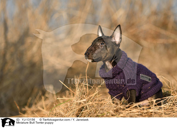 Miniatur Bullterrier Welpe / Miniature Bull Terrier puppy / YJ-13156