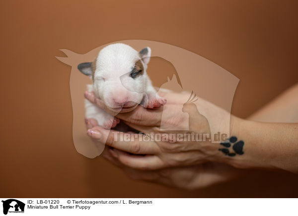 Miniatur Bullterrier Welpe / Miniature Bull Terrier Puppy / LB-01220