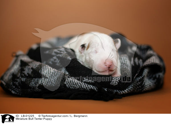 Miniatur Bullterrier Welpe / Miniature Bull Terrier Puppy / LB-01225
