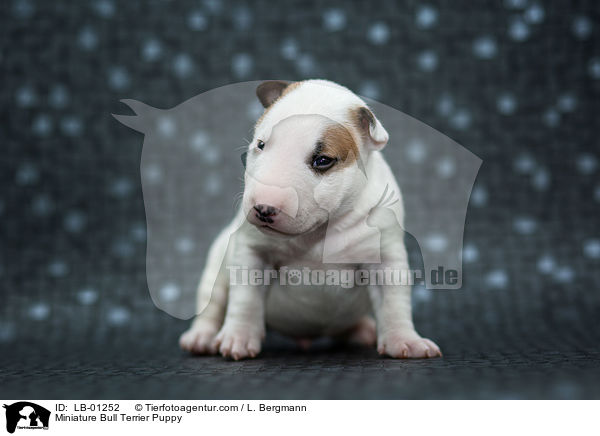 Miniatur Bullterrier Welpe / Miniature Bull Terrier Puppy / LB-01252