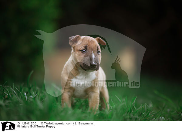 Miniatur Bullterrier Welpe / Miniature Bull Terrier Puppy / LB-01255