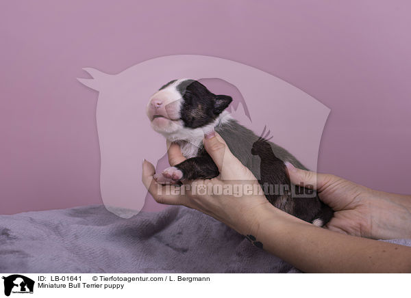 Miniatur Bullterrier Welpe / Miniature Bull Terrier puppy / LB-01641