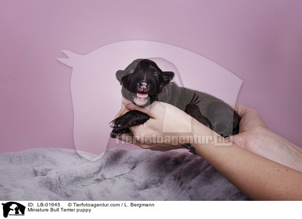 Miniatur Bullterrier Welpe / Miniature Bull Terrier puppy / LB-01645