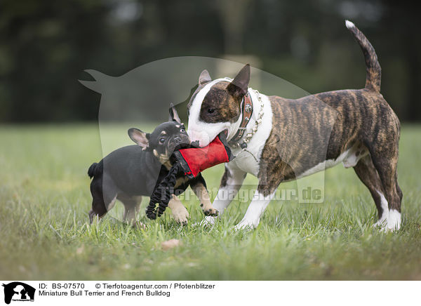 Miniatur Bullterrier und Franzsische Bulldogge / Miniature Bull Terrier and French Bulldog / BS-07570