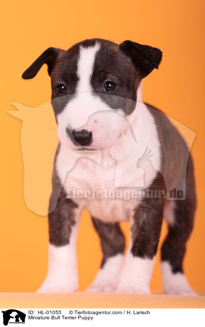 Miniature Bull Terrier Puppy / HL-01055