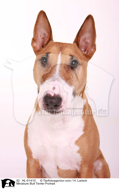 Miniature Bull Terrier Portrait / HL-01410