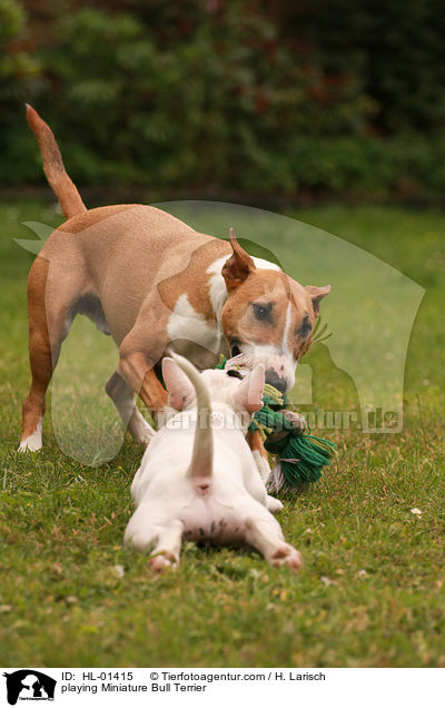 playing Miniature Bull Terrier / HL-01415