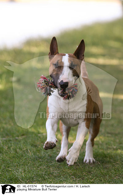 playing Miniature Bull Terrier / HL-01574
