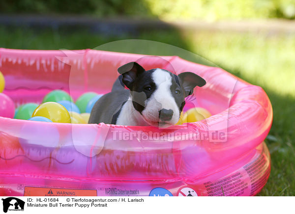 Miniature Bull Terrier Puppy Portrait / HL-01684