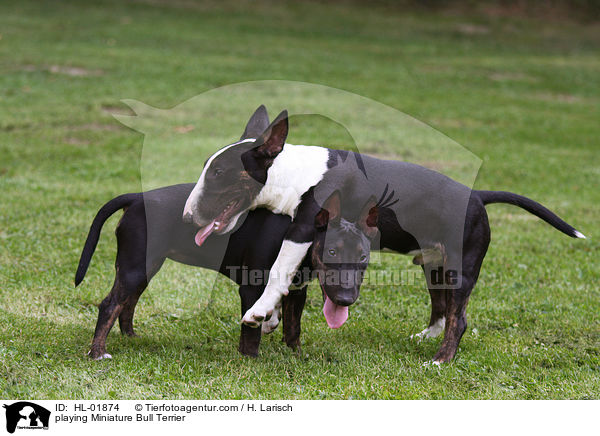 playing Miniature Bull Terrier / HL-01874