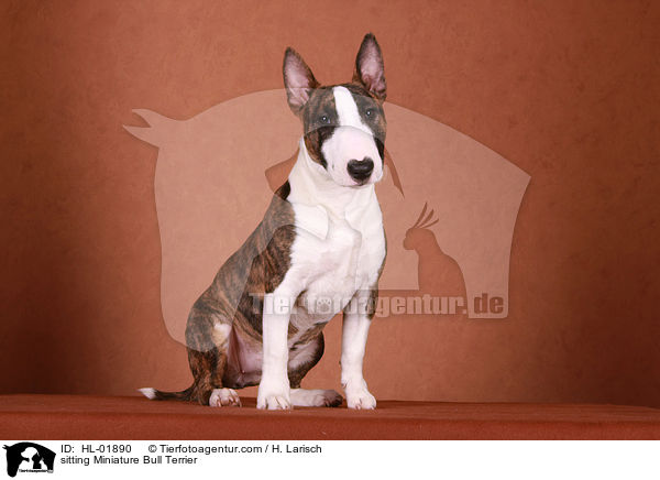 sitting Miniature Bull Terrier / HL-01890